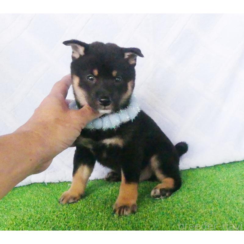 成約済の静岡県の豆柴-414563の5枚目