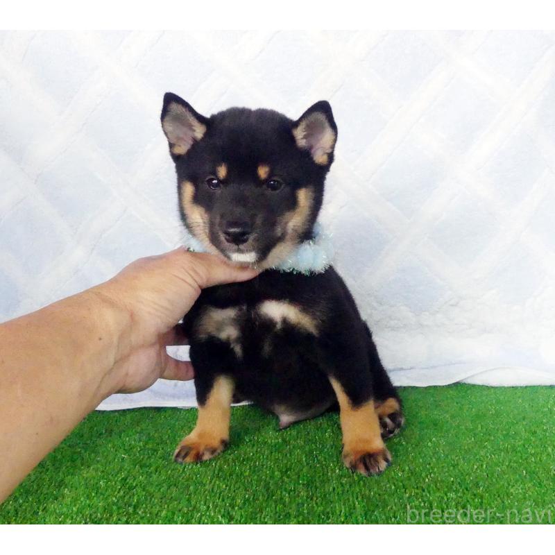 成約済の静岡県の豆柴-414563の4枚目