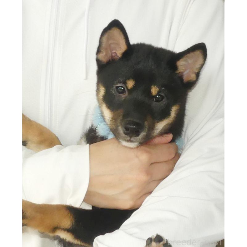 成約済の静岡県の豆柴-414563の3枚目