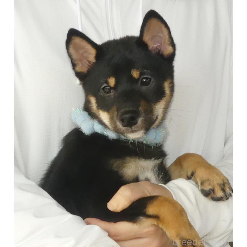 成約済の静岡県の豆柴-414563の2枚目