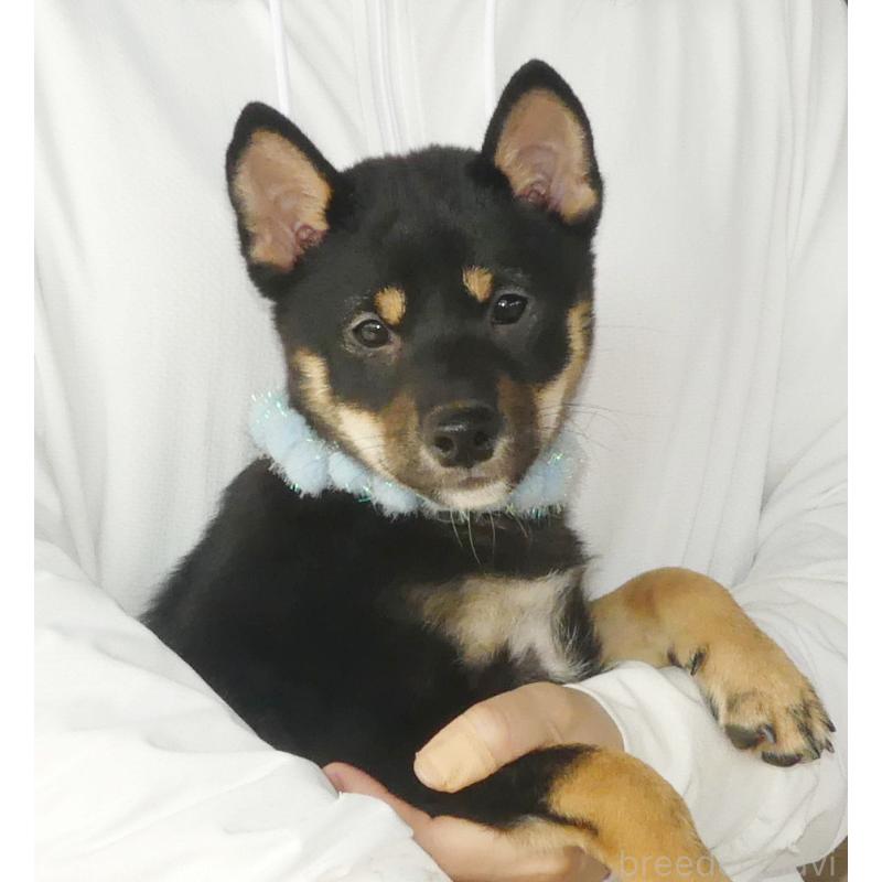 販売中の静岡県の豆柴-414563