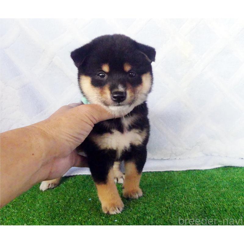 成約済の静岡県の豆柴-412161の5枚目