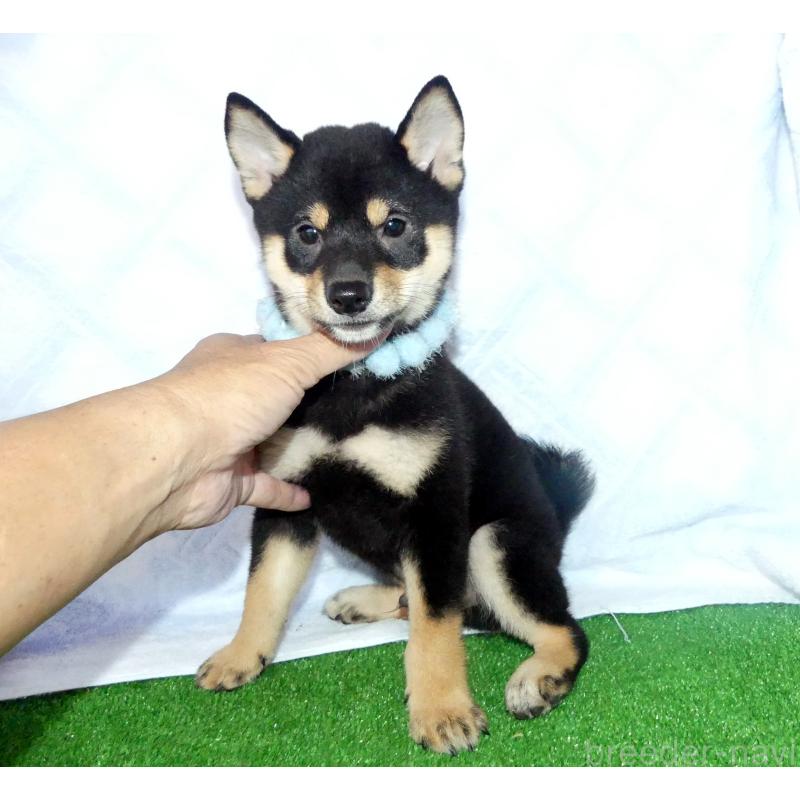 成約済の静岡県の豆柴-412161の4枚目