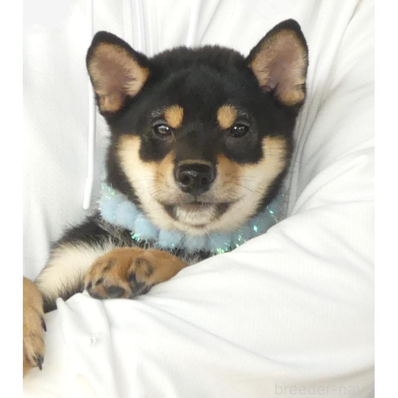 成約済の静岡県の豆柴-412161の3枚目