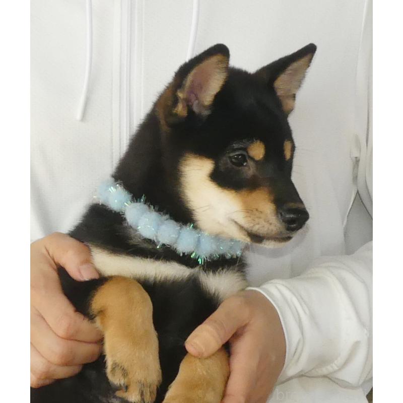 成約済の静岡県の豆柴-412161の2枚目