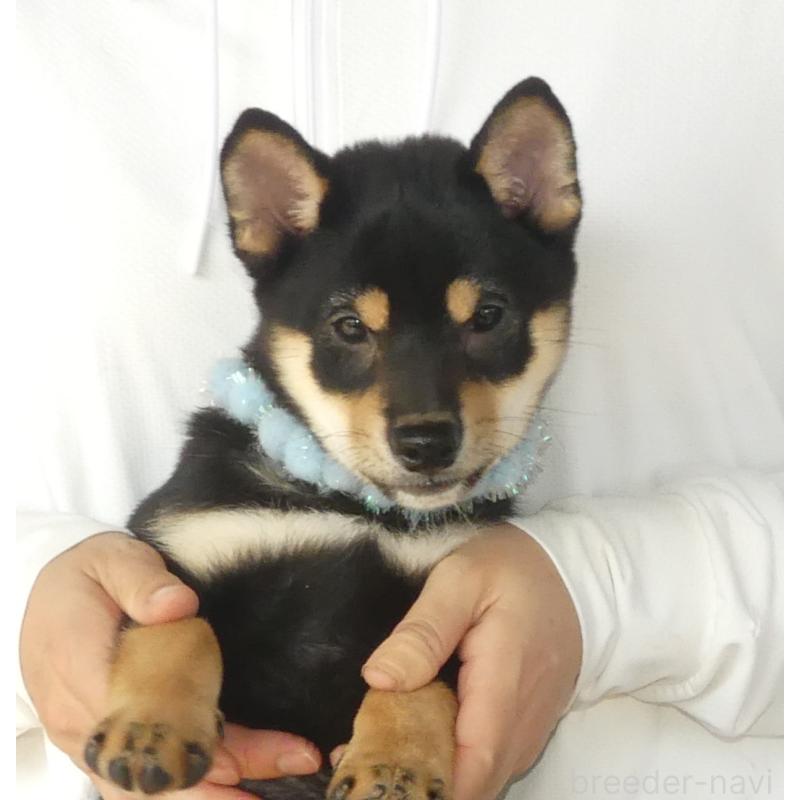 販売中のの豆柴-412161