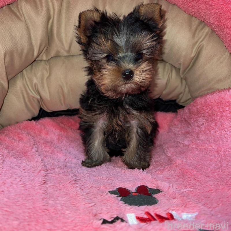 販売中の沖縄県のヨークシャーテリア-425393の3枚目