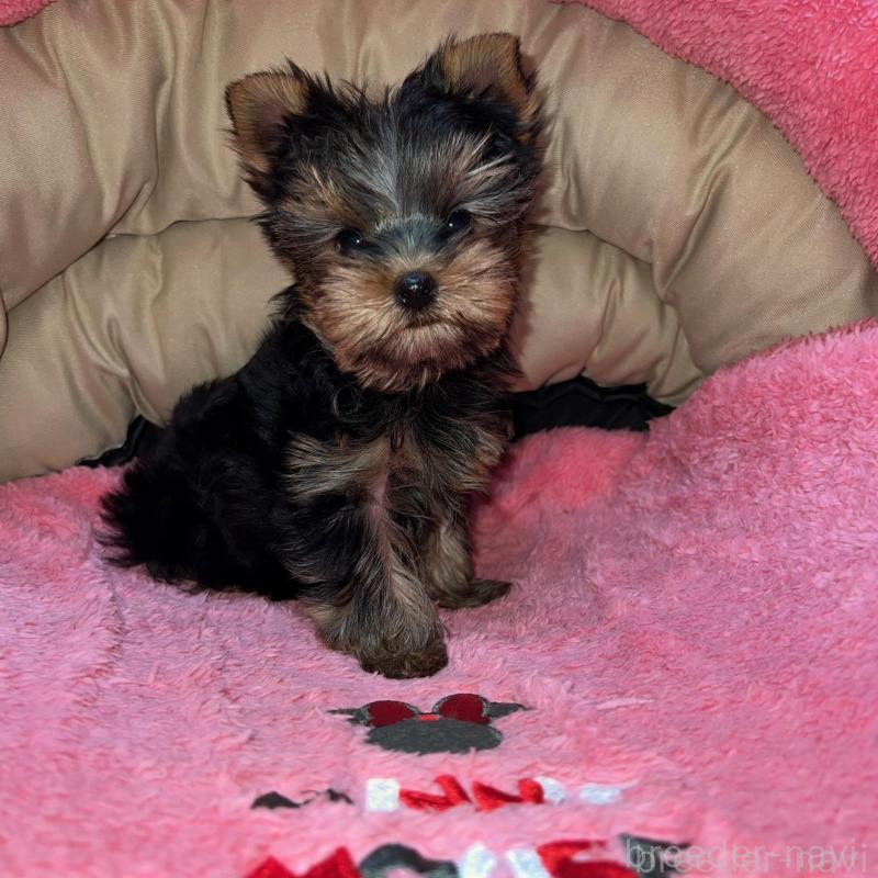 販売中の沖縄県のヨークシャーテリア-425393の4枚目