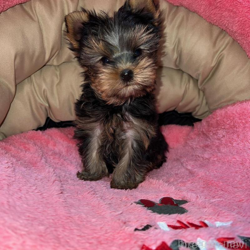 販売中の沖縄県のヨークシャーテリア-425393の2枚目