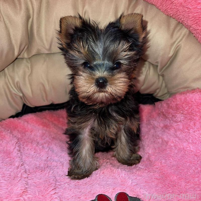 販売中の沖縄県のヨークシャーテリア-425393