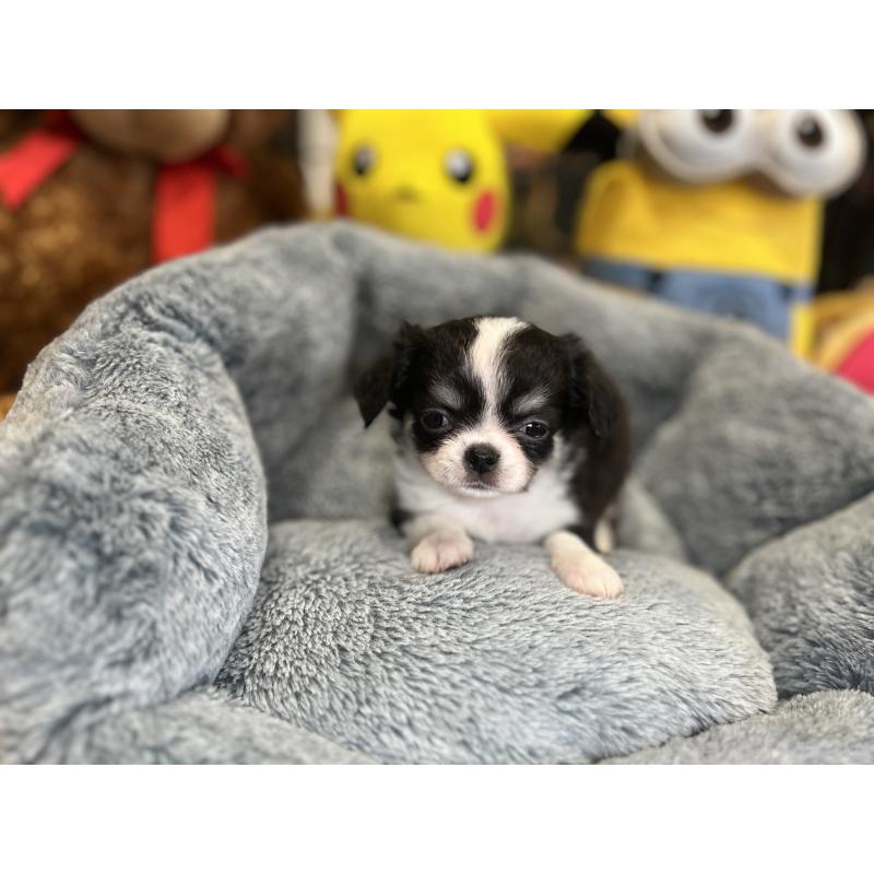 販売中の埼玉県のチワワ(ロングコート)-418846の4枚目