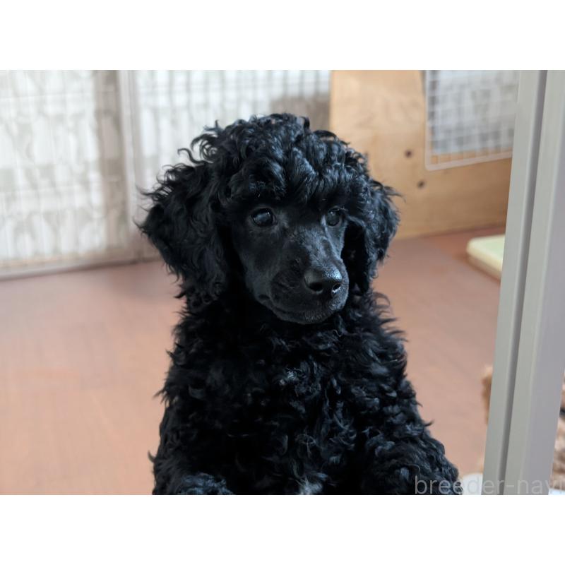 販売中の千葉県のミディアムプードル-418970の2枚目