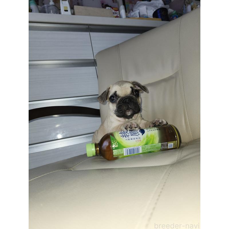 販売中の滋賀県のフレンチブルドッグ-420317の11枚目