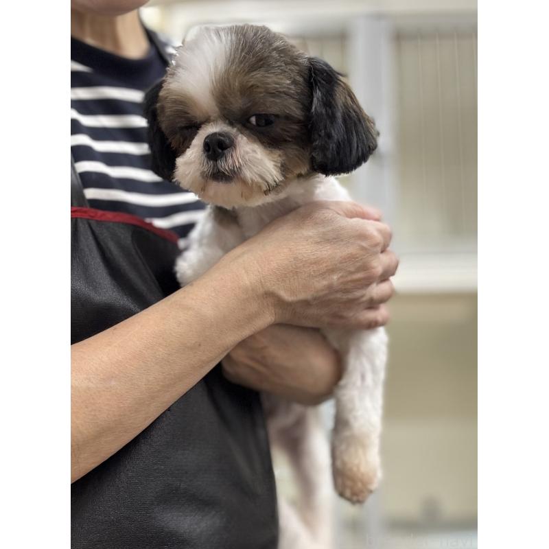 販売中の大阪府のシーズー-425395の2枚目