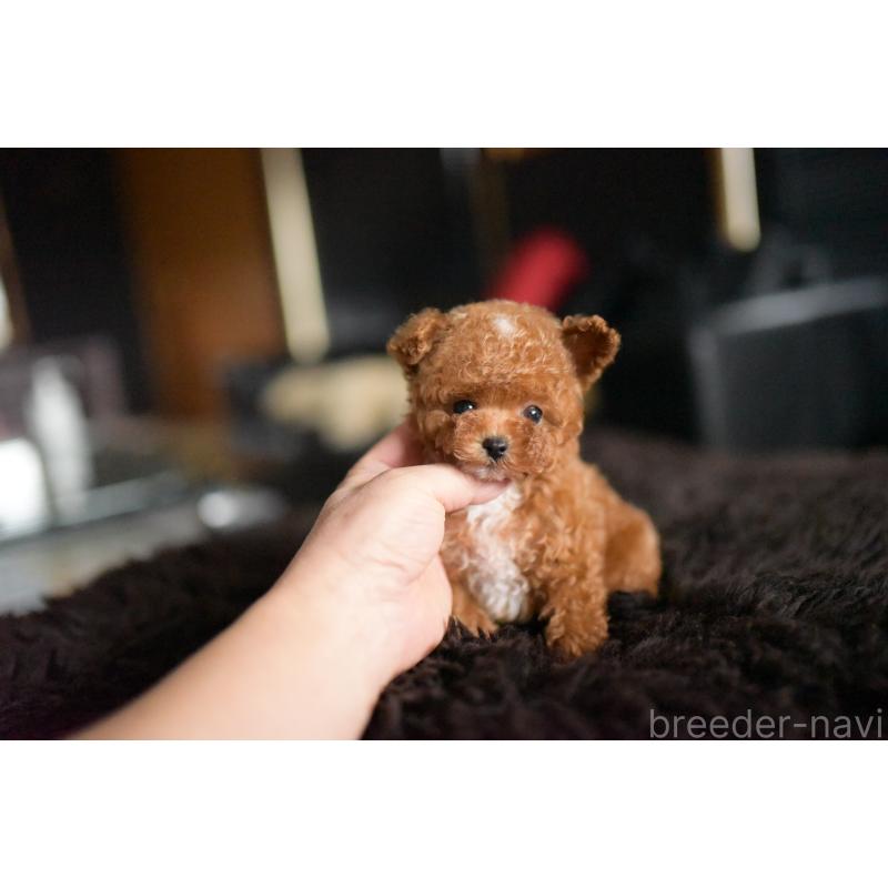 販売中の茨城県のティーカッププードル-425396の6枚目