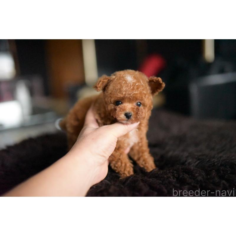 販売中の茨城県のティーカッププードル-425396の5枚目