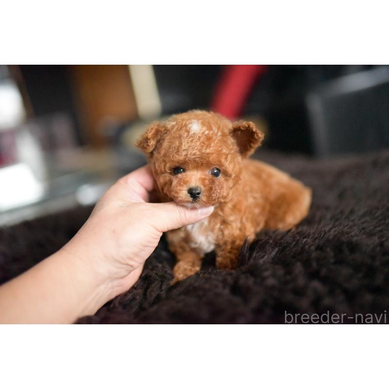 販売中の茨城県のティーカッププードル-425396の4枚目