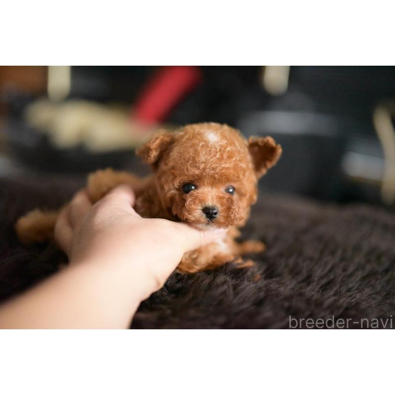 販売中の茨城県のティーカッププードル-425396の3枚目