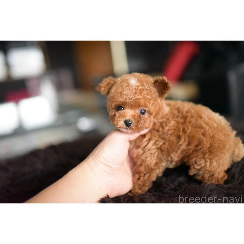 販売中の茨城県のティーカッププードル-425396の2枚目