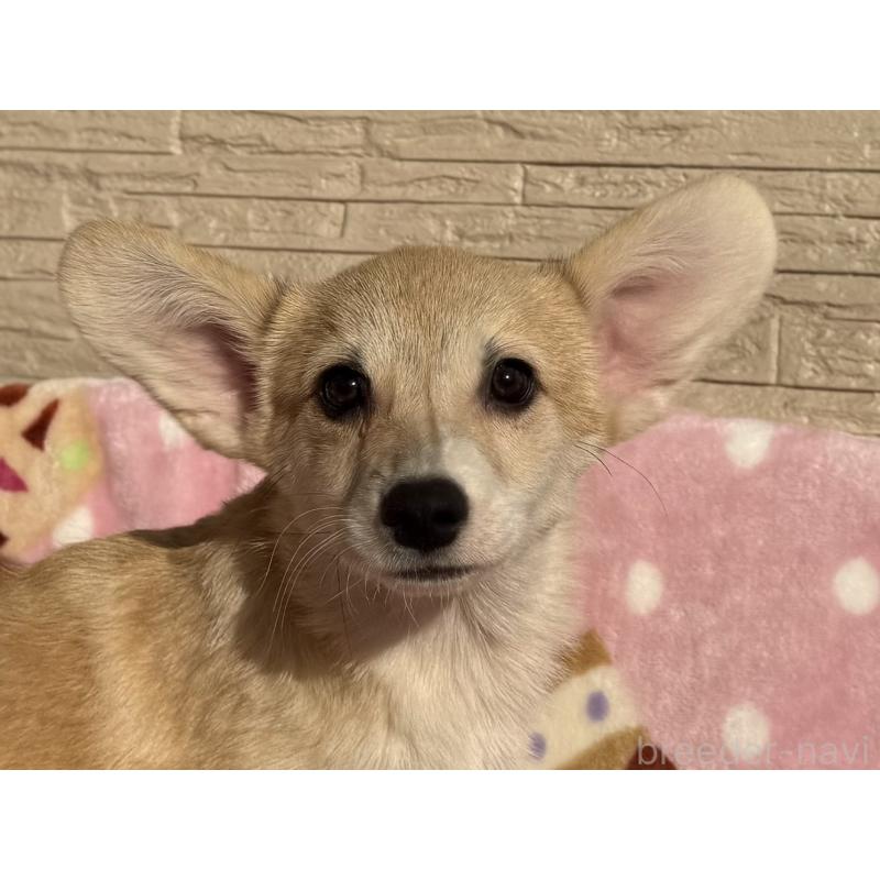 販売中の岡山県のウェルシュコーギーペンブローク-425401の4枚目