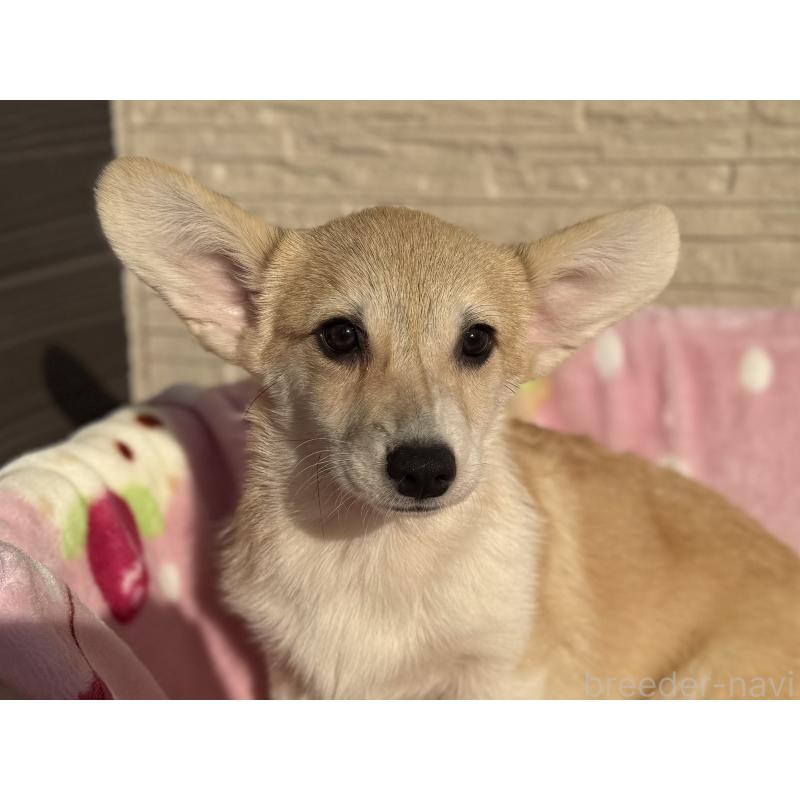 販売中の岡山県のウェルシュコーギーペンブローク-425401の3枚目