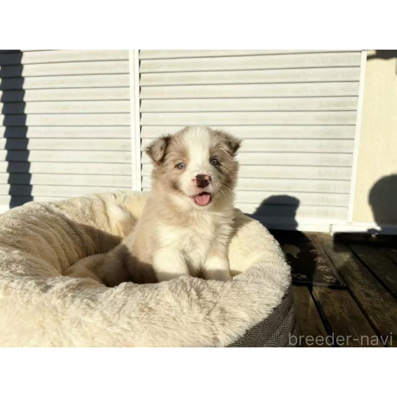 成約済の茨城県のボーダーコリー-421397の2枚目