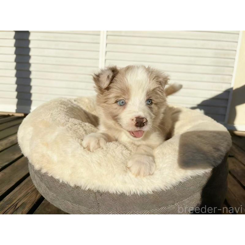 販売中の茨城県のボーダーコリー-421397