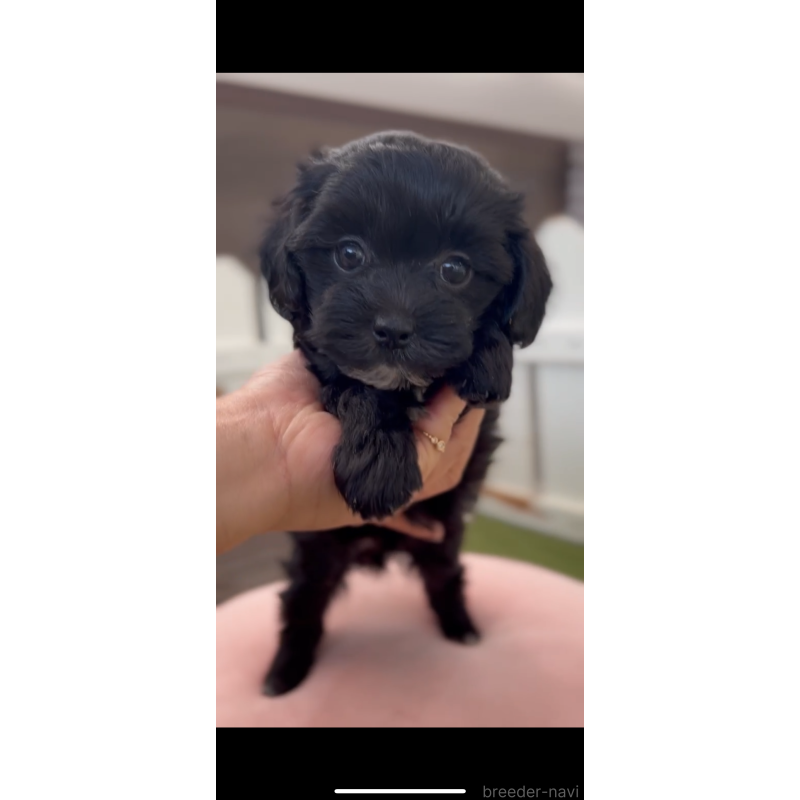 販売中の福岡県のマルプー:マルチーズ×トイプードル-425397の3枚目