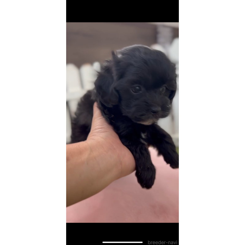 販売中の福岡県のマルプー:マルチーズ×トイプードル-425397の2枚目