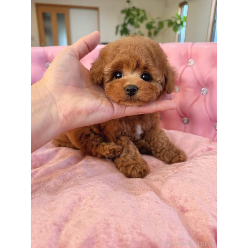 販売中の茨城県のタイニープードル-425399の6枚目