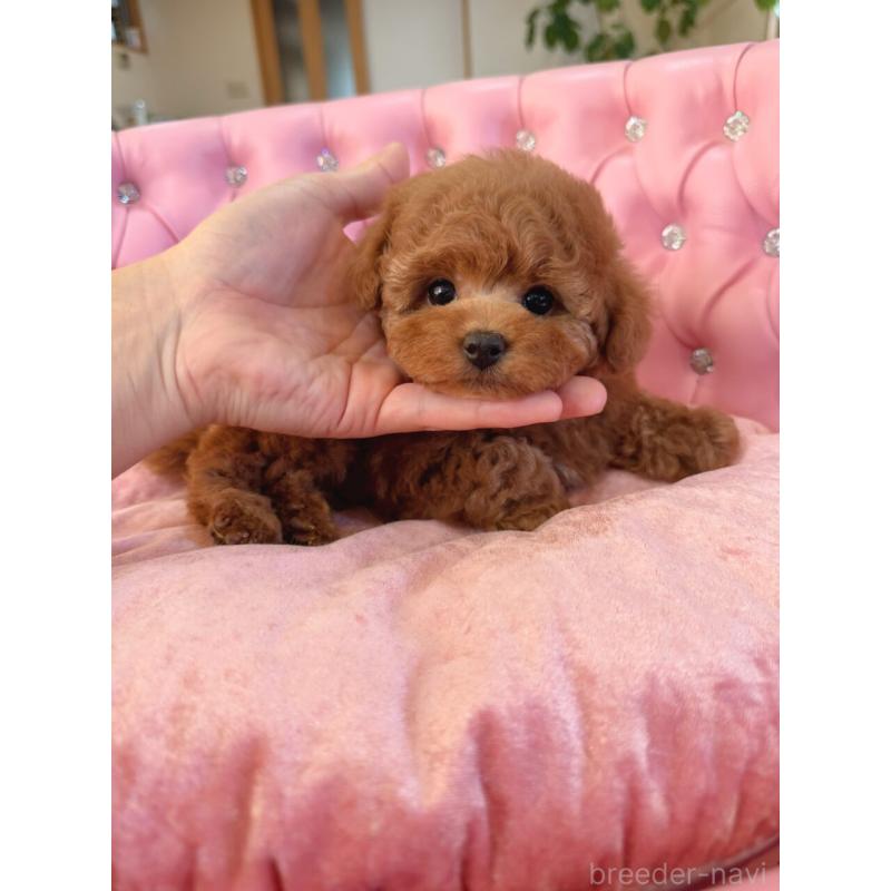 販売中の茨城県のタイニープードル-425399の5枚目