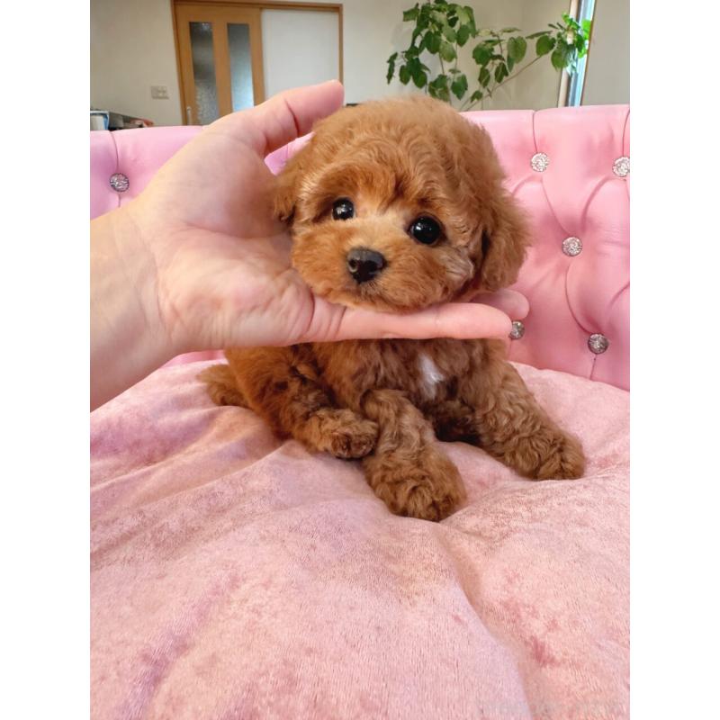 販売中の茨城県のタイニープードル-425399の4枚目