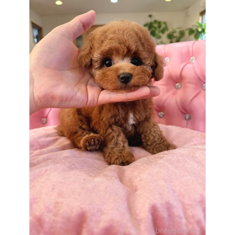 販売中の茨城県のタイニープードル-425399の1枚目