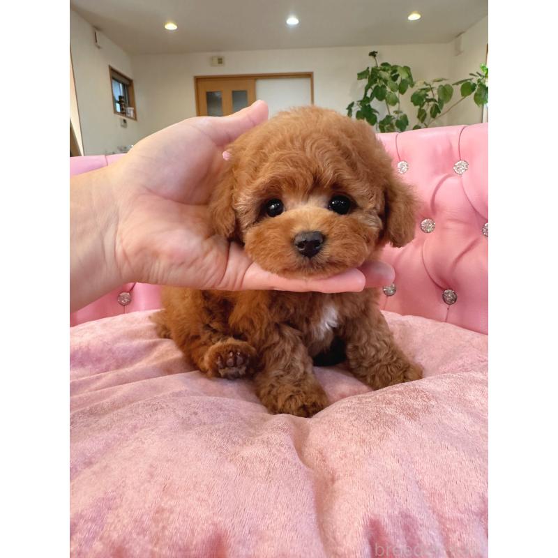 販売中の茨城県のタイニープードル-425399の3枚目