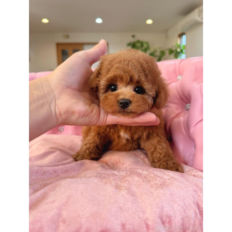 販売中の茨城県のタイニープードル-425399の2枚目