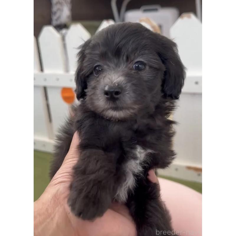 販売中の福岡県のマルプー:マルチーズ×トイプードル-425403の3枚目