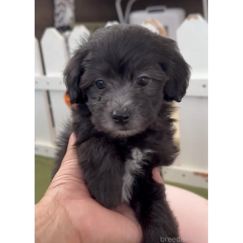 販売中の福岡県のマルプー:マルチーズ×トイプードル-425403の2枚目