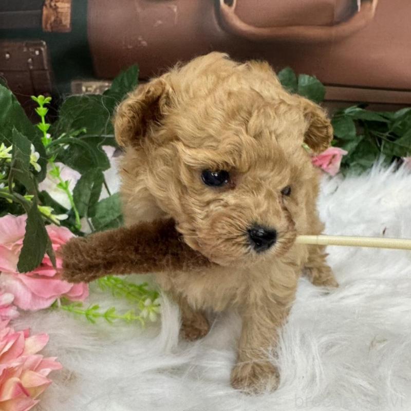 成約済の広島県のティーカッププードル-424386の4枚目