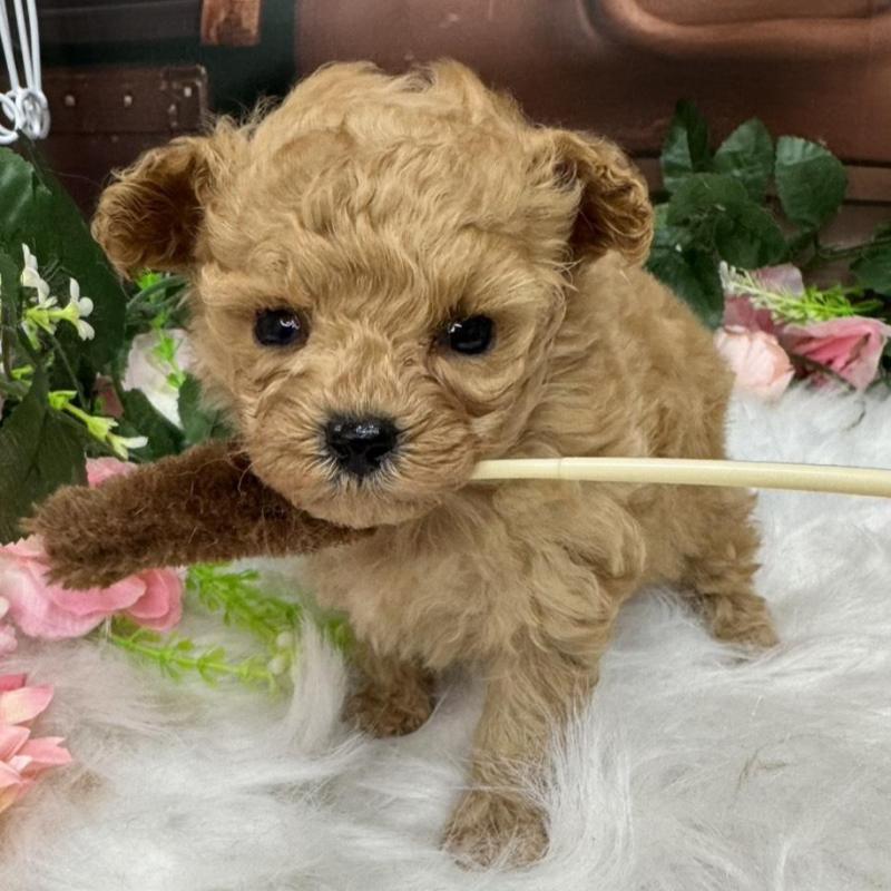 販売中の広島県のティーカッププードル-424386