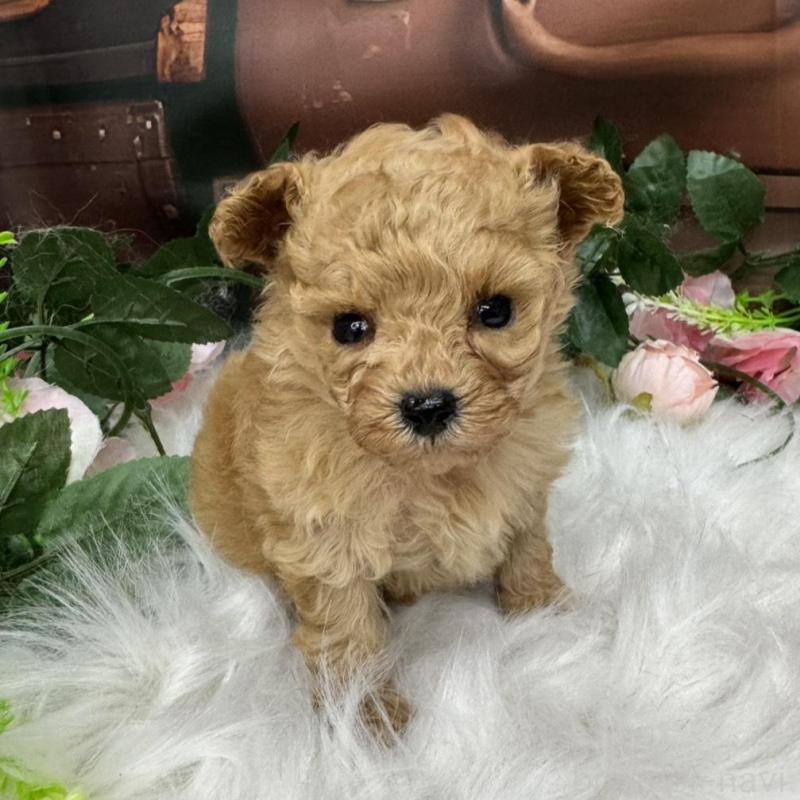 成約済の広島県のティーカッププードル-424386の3枚目