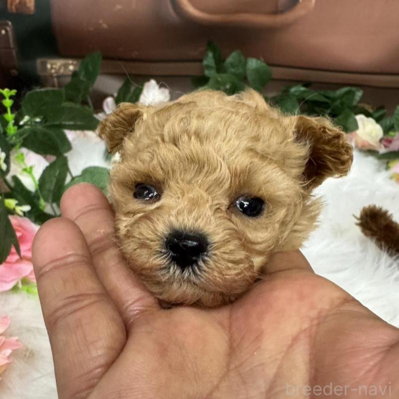 成約済の広島県のティーカッププードル-424386の2枚目