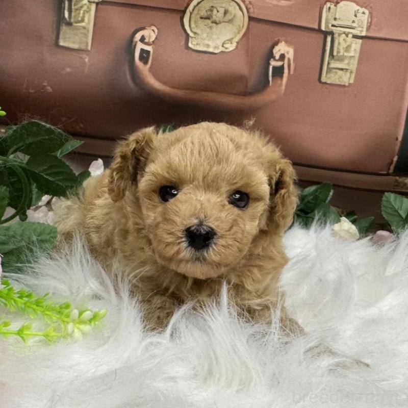 販売中の広島県のタイニープードル-422439の9枚目