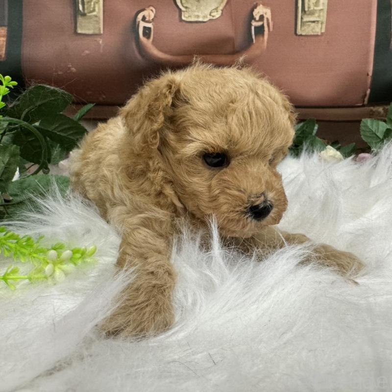 販売中の広島県のタイニープードル-422439の8枚目