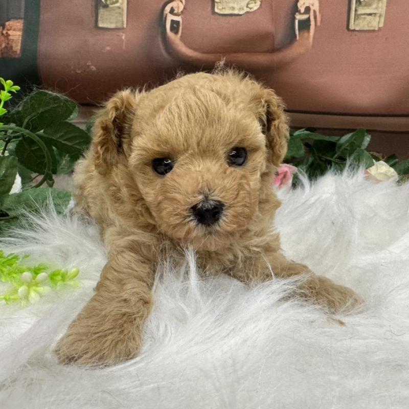 販売中の広島県のタイニープードル-422439