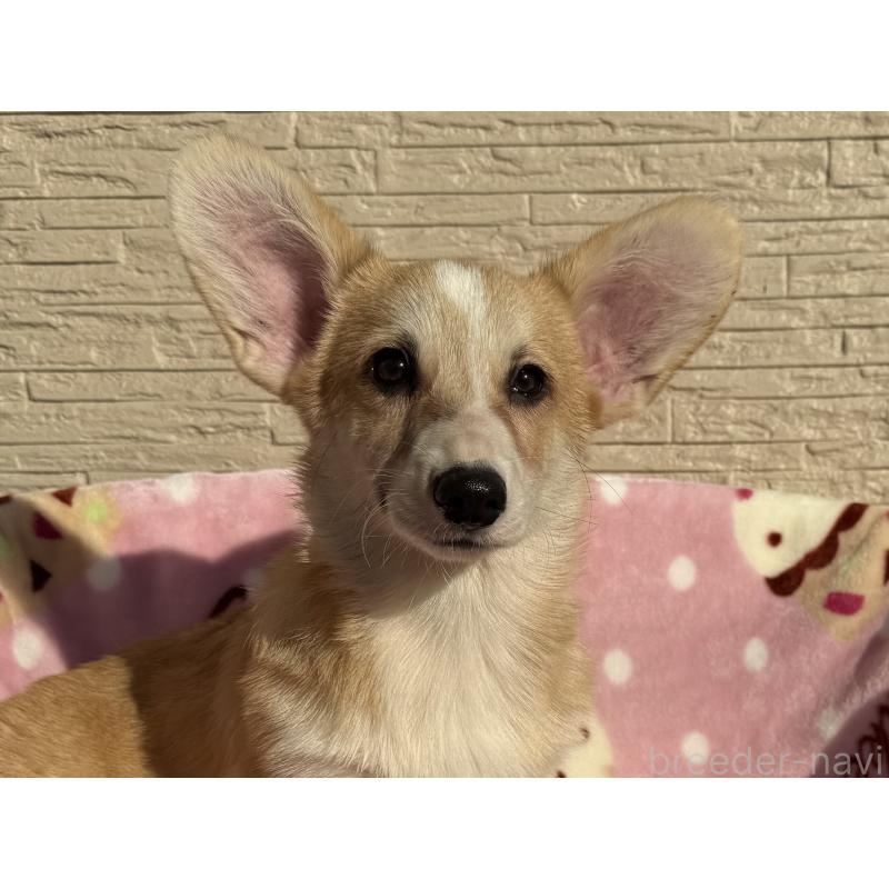 販売中の岡山県のウェルシュコーギーペンブローク-425408の4枚目