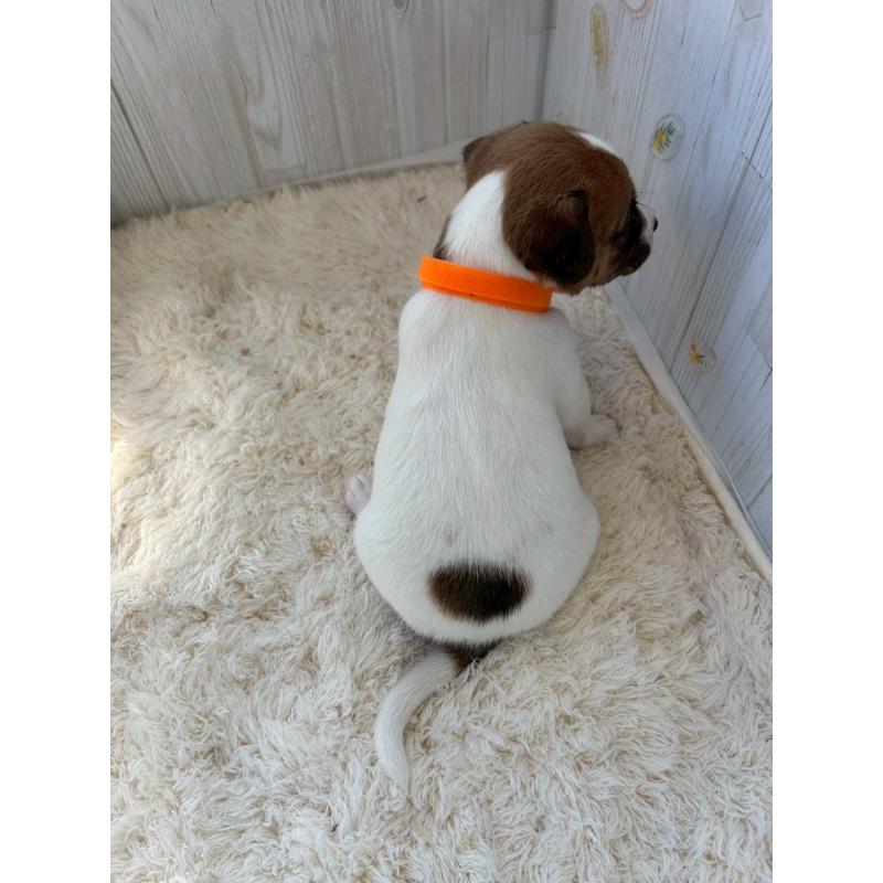 成約済の群馬県のジャックラッセルテリア-425404の4枚目