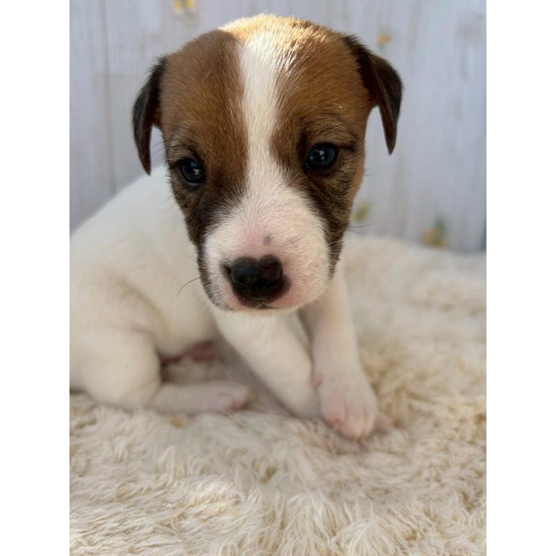 成約済の群馬県のジャックラッセルテリア-425404の3枚目