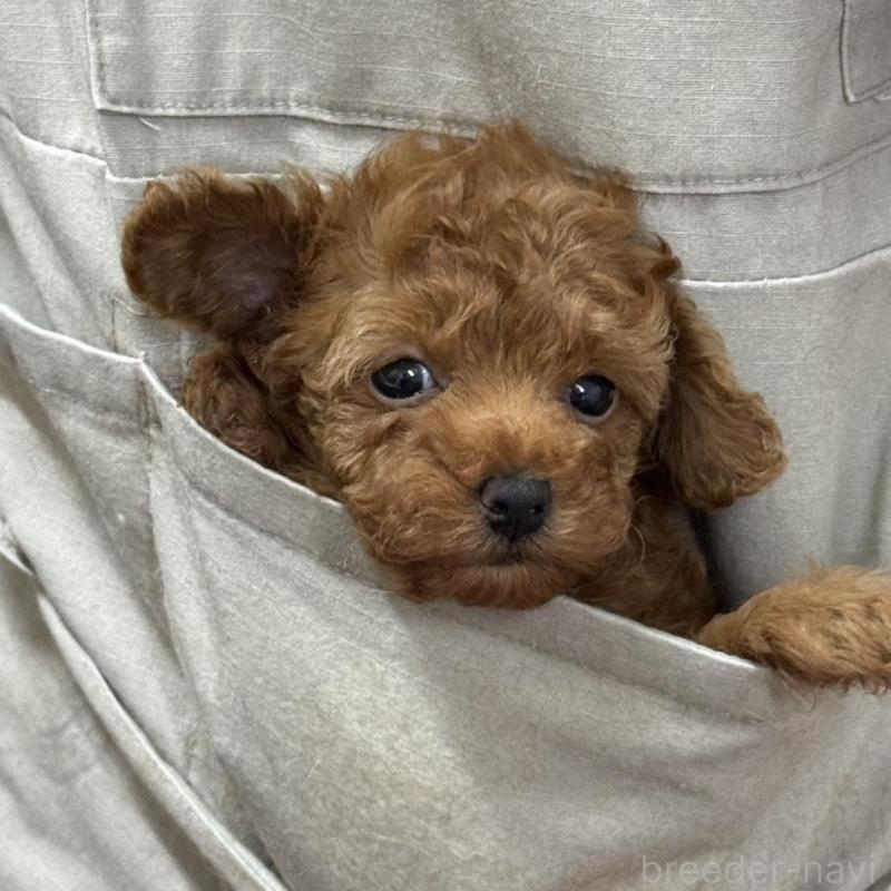 販売中の広島県のタイニープードル-421678の11枚目
