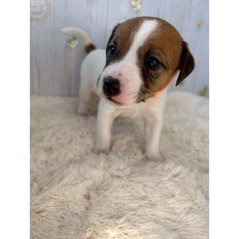 成約済の群馬県のジャックラッセルテリア-425404の2枚目