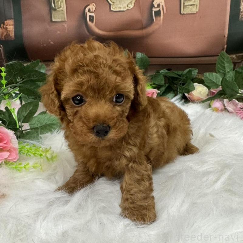 販売中の広島県のタイニープードル-421678の10枚目